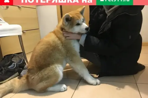 Собаки потеряшки, Москва, фото: Потеряшка Акита Ина в Москве, Малый Толмачёвский переулок 8с1