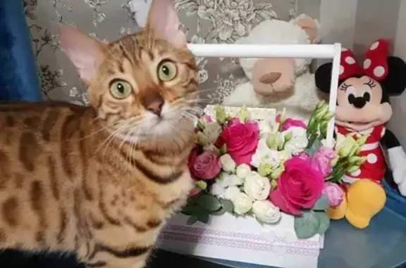 Кошки потеряшки, Москва, фото: Потеряшка кошка в Москве, улица Гурьянова, вознаграждение за находку.