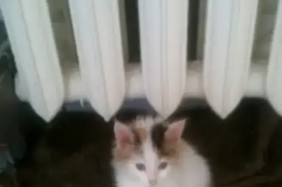 Найдена кошка Лиза на пр. Гая, 53 в Ульяновске