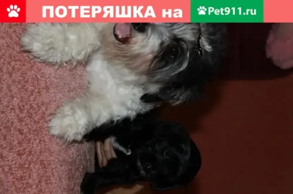 Пропала собака в селе Уютное, Крым - Маня, болонка, вознаграждение!