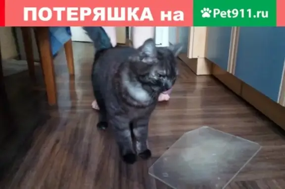 Найдена кошка на ул. Трудовая в Челябинске