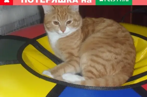 Пропала кошка Рыжик на улице Пензенская, Кузнецк