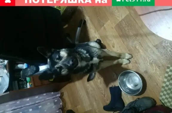Найдена молодая собака Метис в Серпухове, МО