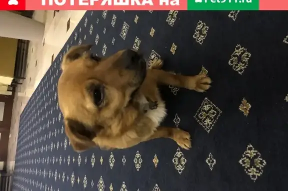 Найдена собака у гостиницы на Набережной, Анапа