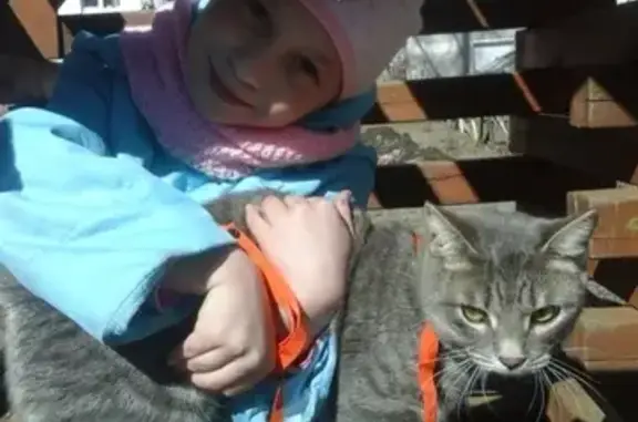 Кошки потеряшки, Ижевск, фото: Потеряшка кот на ул. Песочной [Ижевск]