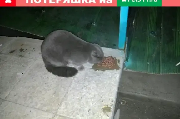 Найдена кошка, Ставропольская/Советская, Самара