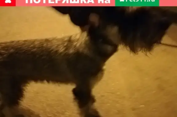 Найдена собака в Новокузнецке, помогите найти хозяев!