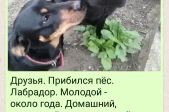 Найден пёс в Пятигорске, ищут хозяев.