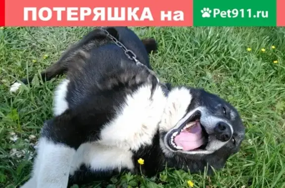 Пропала собака Джой в Окатово, Новгородская область