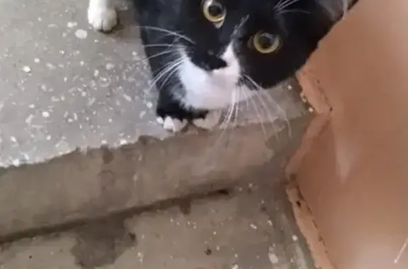 Найдена красивая кошка на ул.Советская