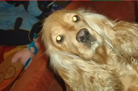 Пропала собака в Кузнецке: ищут спаниеля