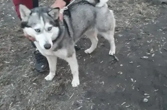 Найдена собака в Мошково, Новосибирск