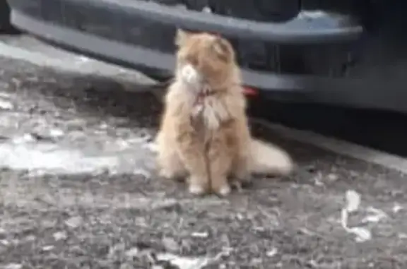 Найдена кошка в Люблино, Москва - ищем старых хозяев!