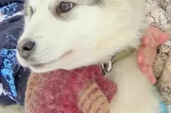 Пропала собака породы Аляскинский Маламут в деревне Станки, Беларусь