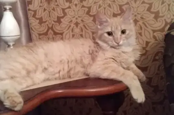 Найденные животные Ростов-на-Дону, фото: Найдена рыжая кошка в Кировском районе, Ростов-на-Дону