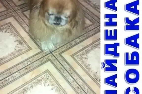 Найдена собака на ул. Тельмана, Красноярск