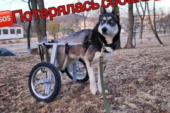 Пропала инвалид-спинальник собака в Приморье, район Стеклянухи