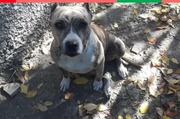 Пропала собака Майя в районе 9 школы, Батайск