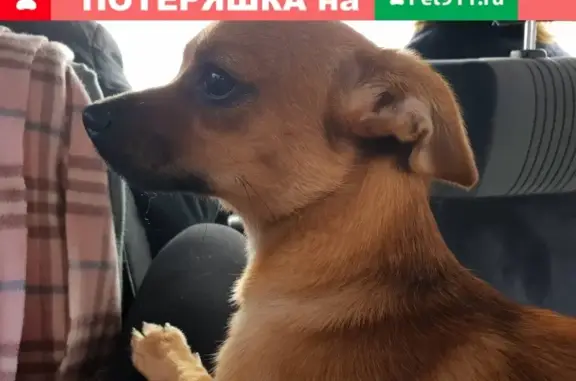Найдена собака Метис в центре Владивостока