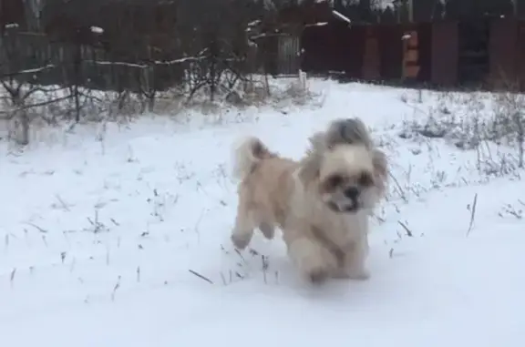 Пропала собака Тобик в Наро-Фоминске