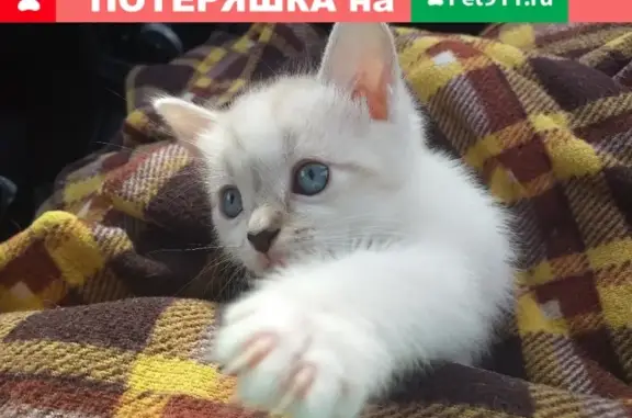 Пропал котенок в Зеленой долине, Магнитогорск