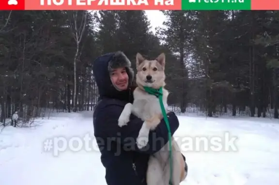 Пропала собака на ОбьГЭСе в Новосибирске #lostpet #пропала_собака #Новосибирск