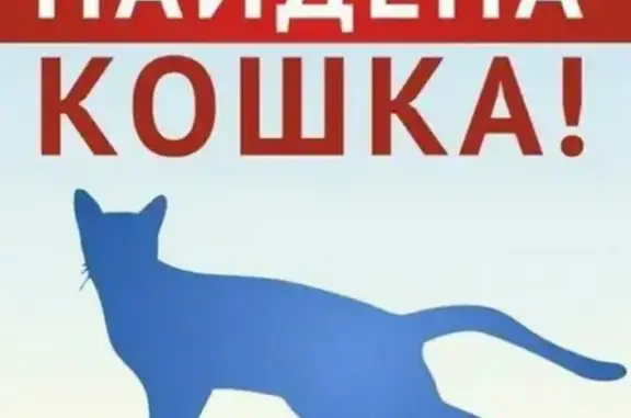 Найдена кошка в районе ресторана Подполье, Заринск