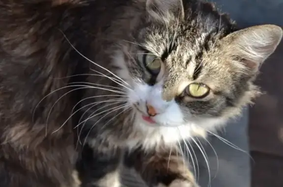 Кошки потеряшки, Ярославль, фото: Потеряшка кошка Тигра на улице Урицкого д32