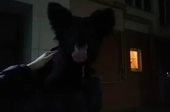 Найдена собака на Шереметьевской улице