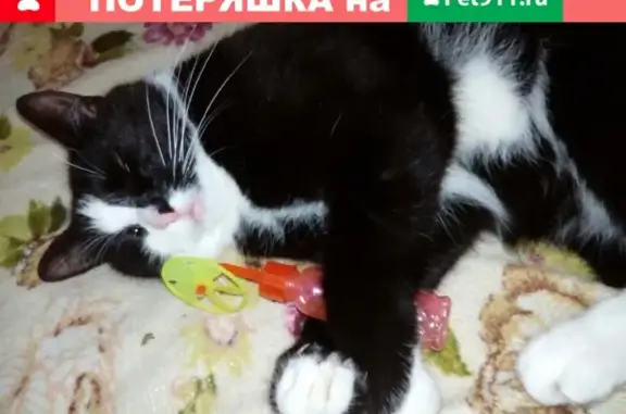 Пропал кот Боня в Рыбинске, Революции 44