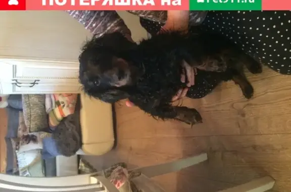 Найдена девочка-собака в Синьково, Дмитровский район