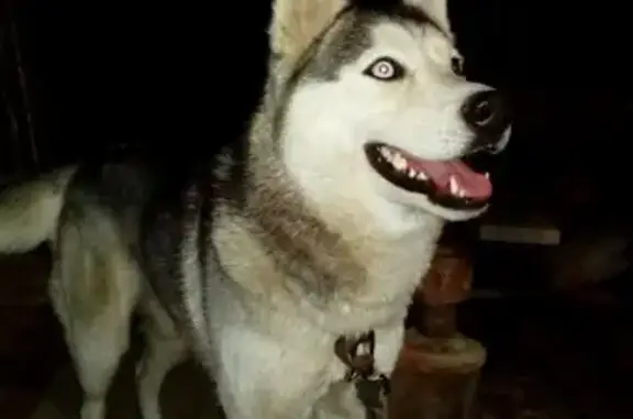 Собака Хаски найдена в Нижнем Новгороде, СНТ Волга