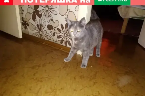 Пропала кошка на пр. Ленина, 90Д