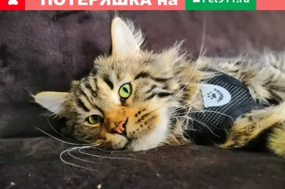 Кошки потеряшки, Набережные Челны, фото: Потеряшка кошка в Набережных Челнах.