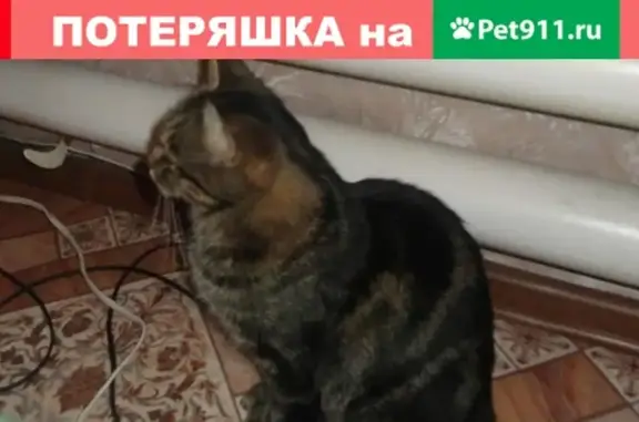 Пропал кот Вася на улице Октябрьской, Тульская область