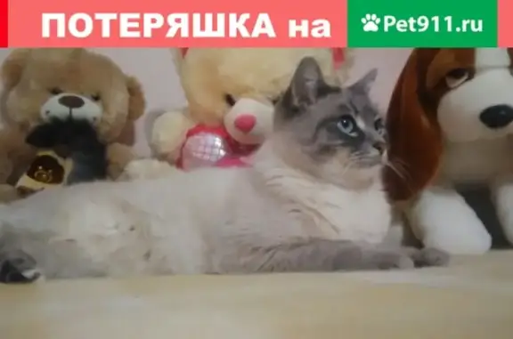 Объявления о пропавших и найденных животных, Иваново, фото: Пропал кот в Иваново, район Богдана-Хмельницкого, 73 дом.