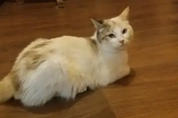 Пропала кошка в Ленобласти, СНТ Заозерное, вознаграждение
