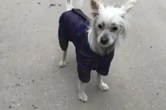 Найден китайский хохлатый пёс в Горбатовке