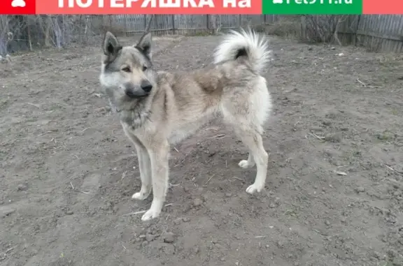 Найдена собака на трассе Боровичи - Валдай, ищет хозяев (Новгородская область)