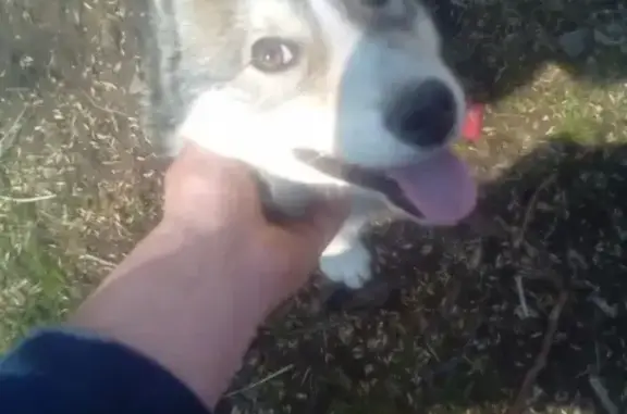 Собаки потеряшки, посёлок городского типа Холм-Жирковский, фото: Потеряшка собака в районе Белого Берега, ищем щенка лайки