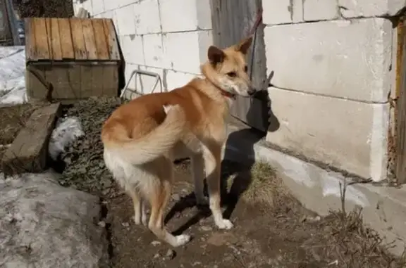 Пропала собака в Петрозаводске, срочно нужна помощь!