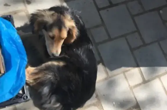 Потерянная собака возле рынка в Северске