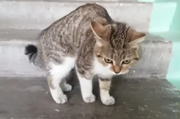 Найдена кошка в Калининском районе