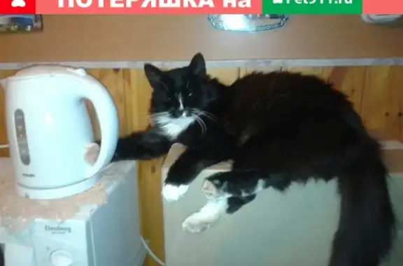 Объявления о пропавших и найденных животных, СНТ Дубрава ВЗВА, фото: Пропал кот Том, район Дубрава-2, СНТ ВЗВА