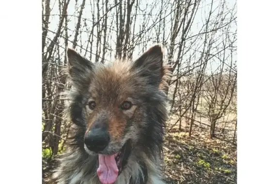 Собаки потеряшки, Народненское, фото: Потеряшка пушистая собака в Терновском районе, ВОРОНЕЖ ОБЛ.