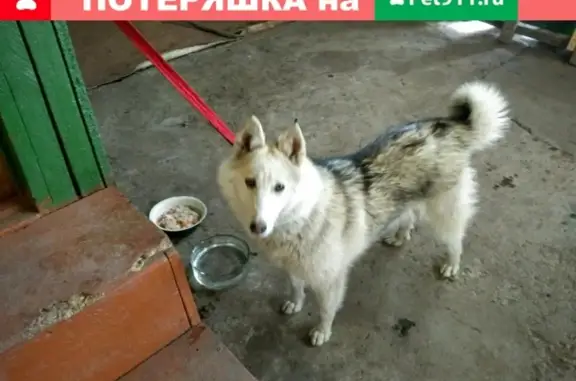 Найдена собака в Саранске, помесь лайки и хаски