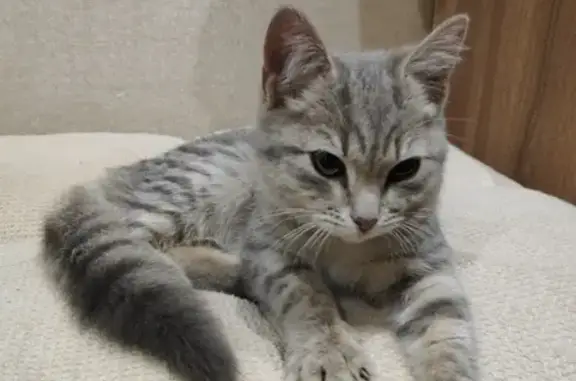 Найдена кошка в Великом Устюге на улице Кирова