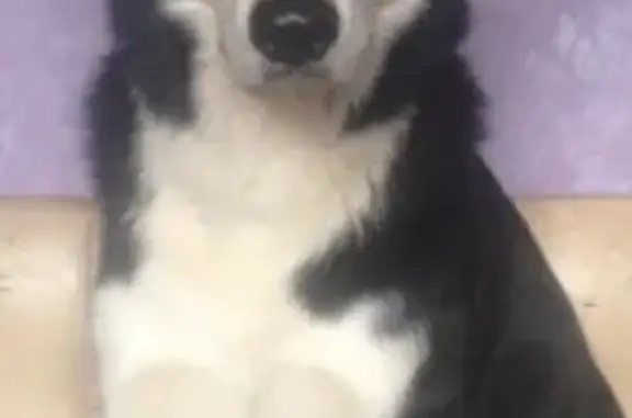 Собаки потеряшки, Тверь, фото: Потеряшка собака Миша, ул. Гусева 19, Тверь