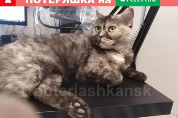 Найдена кошка по адресу Гоголя 208 в Новосибирске