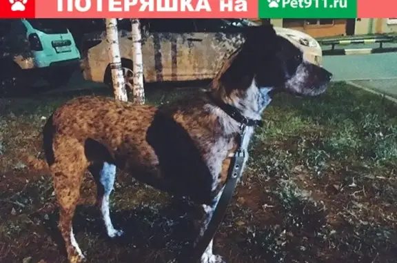 Пропала собака в Казани, д.83